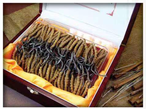 光村镇冬虫夏草回收